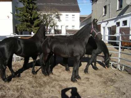 Mehrere Friesenstuten m. Papiere