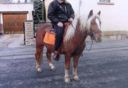 Sehr schöner Haflinger-Mix