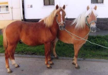 Hübsche Reitponys