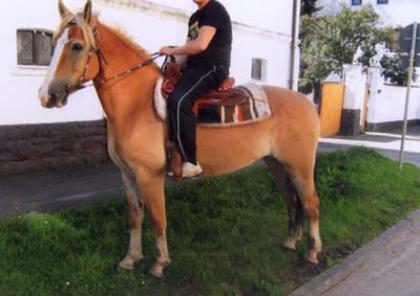 Sehr schöne Warmblutstute