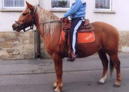 Braver Haflinger-Mix