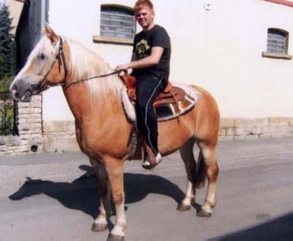 Einen schweren Haflinger-Wallach