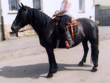 Brave Noriker-Stute