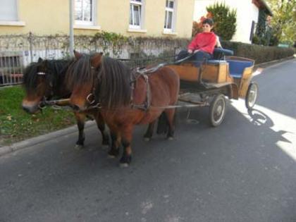 1 Gespann braune Ponystuten