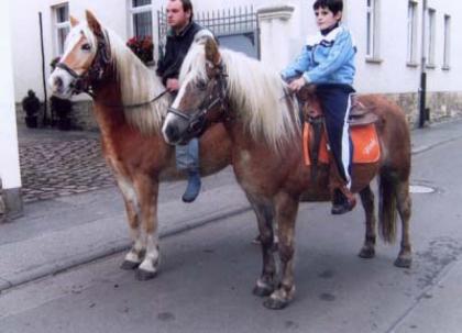 Schwere Haflinger