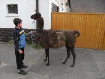Braune Lama-Stute
