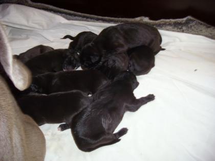Deutsche Doggen Welpen