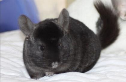 Junge Chinchillas aus Hobbyzucht abzugeben