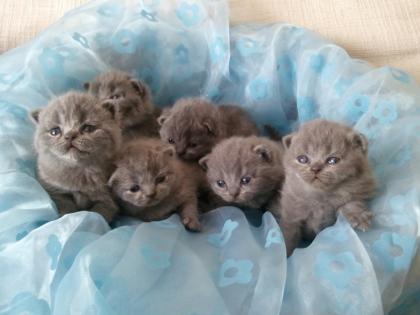 BKH Kitten blau