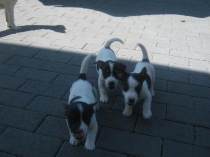 Jack-Russell Terrier Welpen