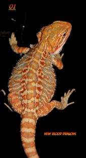 Farbbartagamen Multicolour, Leatherbacks, Hypos