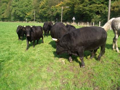 Dexter-Zwergrinder-Kühe-Rinder-Bullen zu verkaufen
