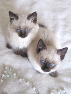 Katzenbabys Siam/Thai/Perser Mix