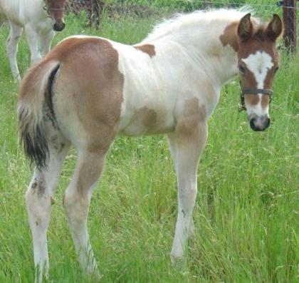 Wunderschöner Paint Horse Hengstfohlen zu verkaufen