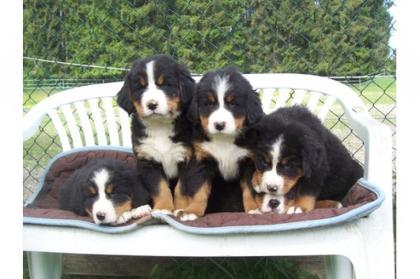 Wunderschöne Berner Sennenhunde Welpen