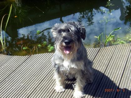 Mittelschnautzer in Salz Pfeffer