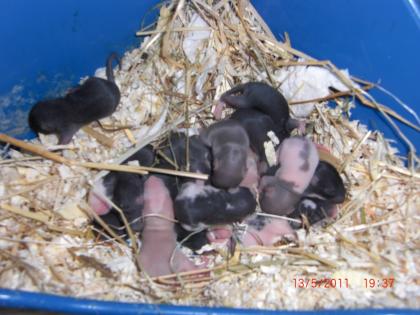 Schöner bunter Wurf Ratten