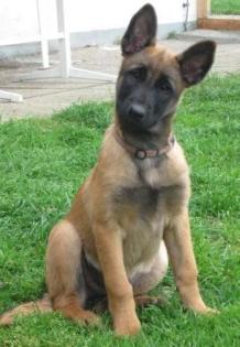 Malinoishündin 11 Wochen alt