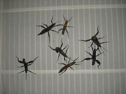 Riesengespenstheuschrecke Eurycantha calcarata