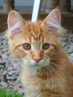 Maine Coon Kitten