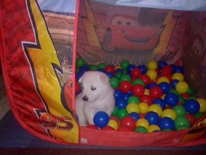 Weisse Schäferhund Welpen