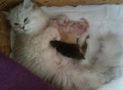 Süße Katzenbabys Heilige Birma Perser