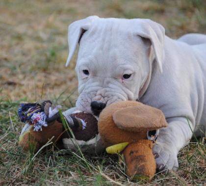 Dogo Argentino Welpen WIR SIND JETZT ABGABE BEREIT