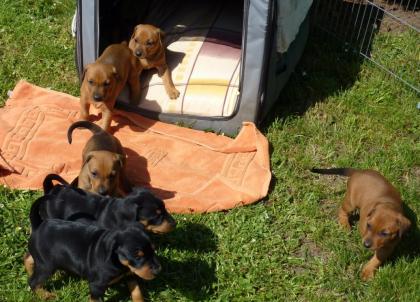 Deutscher Pinscher