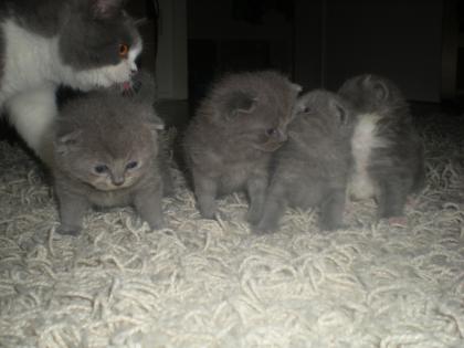 Süsse BKH- Kitten blau und blau-weiß