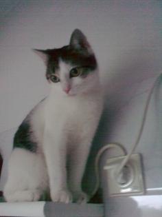 Bingy sucht dringend neues Zuhause