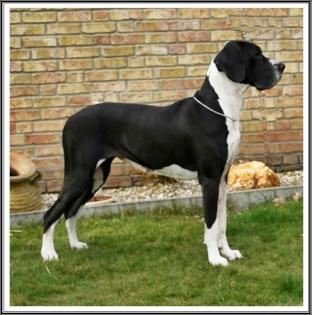 Deutsche Doggen Welpen mit VDH / DDC Papieren Wir erwarten den 29. 06. 2021 Welpe