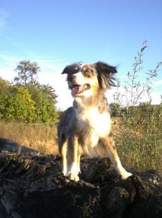 Miniature Australian Shepherd