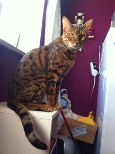 Wunderschöne Bengalkater abzugeben