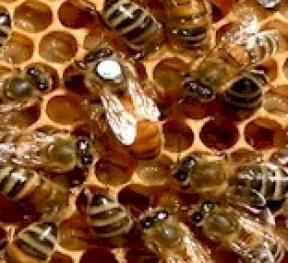 Verkaufe Buckfastbienen Königinnen / Ableger / Wirtschaftsvölker