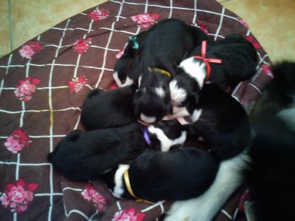 Border Collie Welpen