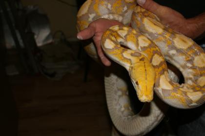 1, 0 P. reticulatus Dark Lavender