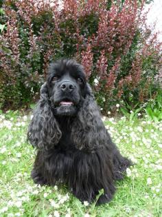 Süße American Cocker Spaniel Hündin sucht schönes Zuhause