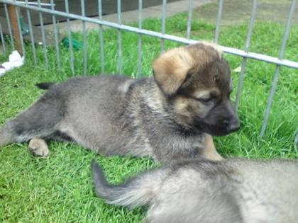Schäferhundwelpen