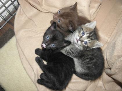 Die ganz besonderen Katzen Munchkins, super süße Kitten