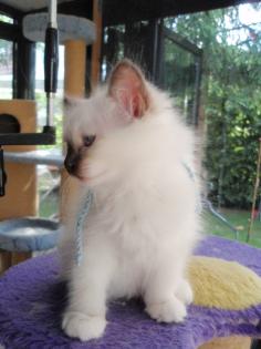 Birma-Kitten suchen neues Eigenheim