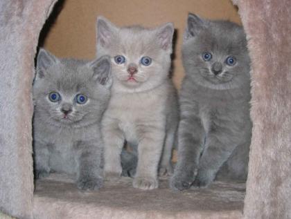 ZAUBERHAFTE SÜSSE BKH KITTEN