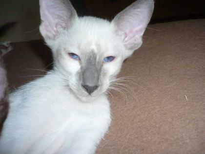 Kleiner Siamesenkater