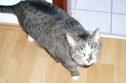 Süße kleine 5jährige Miezekatze aufgrund persönlichen Umständen abzugeben