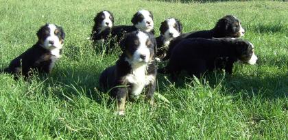 Berner Sennenhund Welpen zu Verkaufen. Kinderlieb und Familienfreundlich. Von re