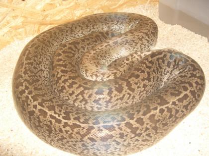 Tigerpythons Granit, Albino.