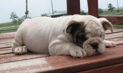 Old Englisch Bulldogge Welpen