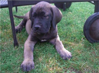 Saupacker, Dogge, Fila, Mastiff, CaneCorso, Molosser, Welpen