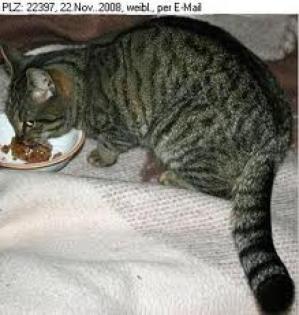 Getigerte Hauskatze zu verschenken