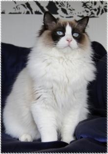 Wunderschöne Ragdoll Babys