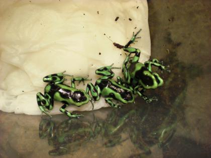 Pfeilgiftfrösche, Dendrobates auratus Goldbaumsteiger deutsche NZ 2021